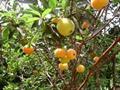 Eugenia pyriformis 